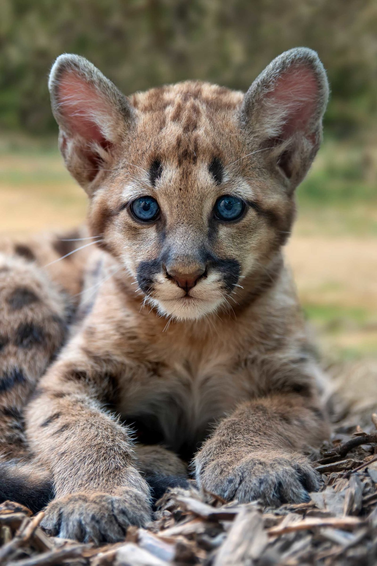 baby-cougar-mountain-lion-or-puma-2UKHP8C-scaled.jpg