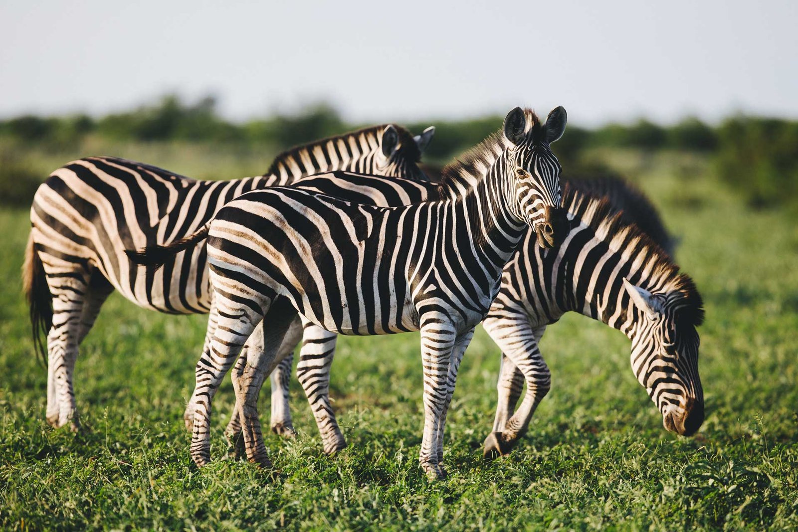 three-common-zebras-foraging-on-savanna-Z45GP7M.jpg