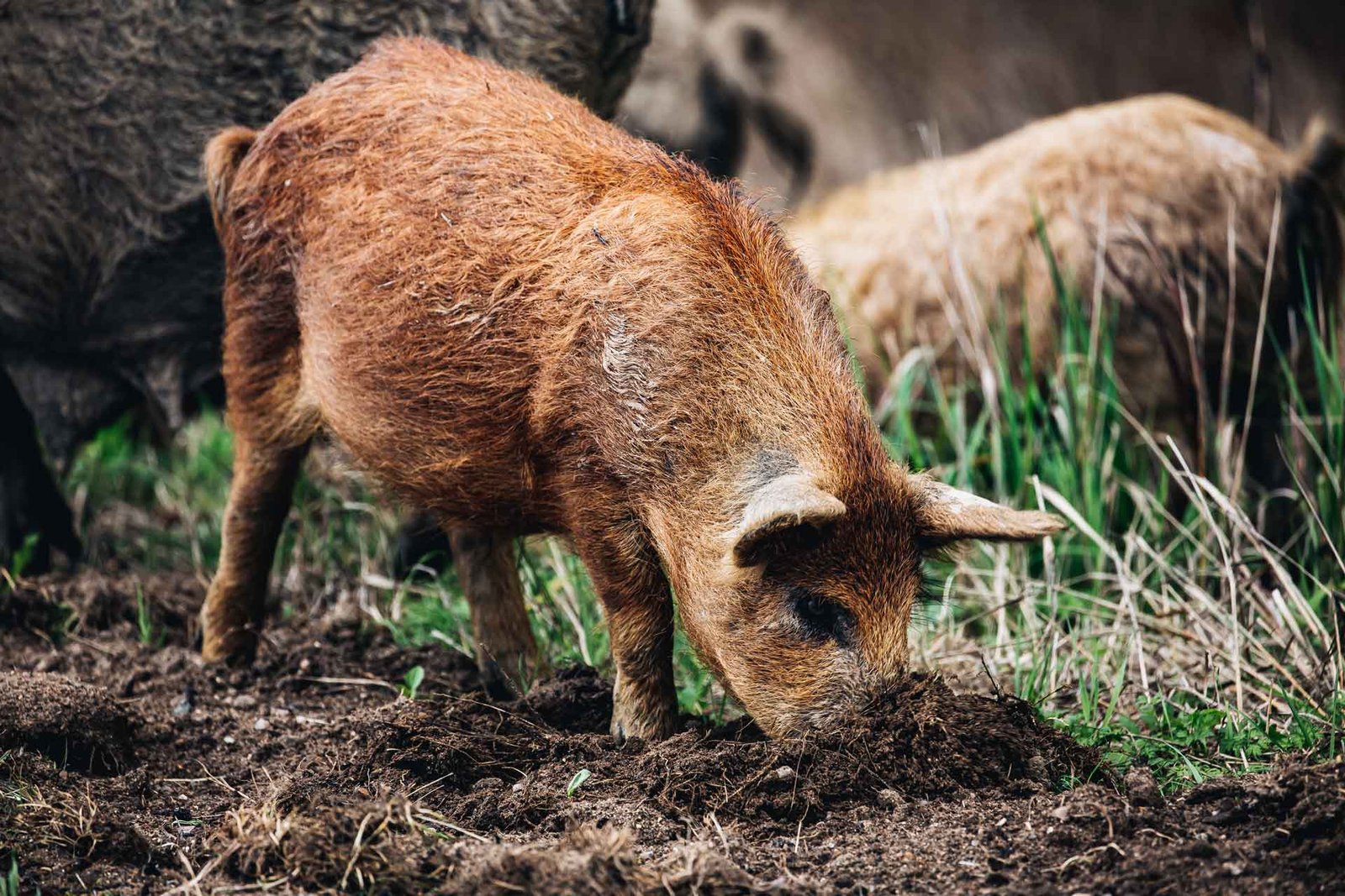 wild-boars-sus-scrofa-animal-family-with-baby-2J53RPM.jpg